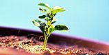 Horticulture