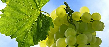 viticulture